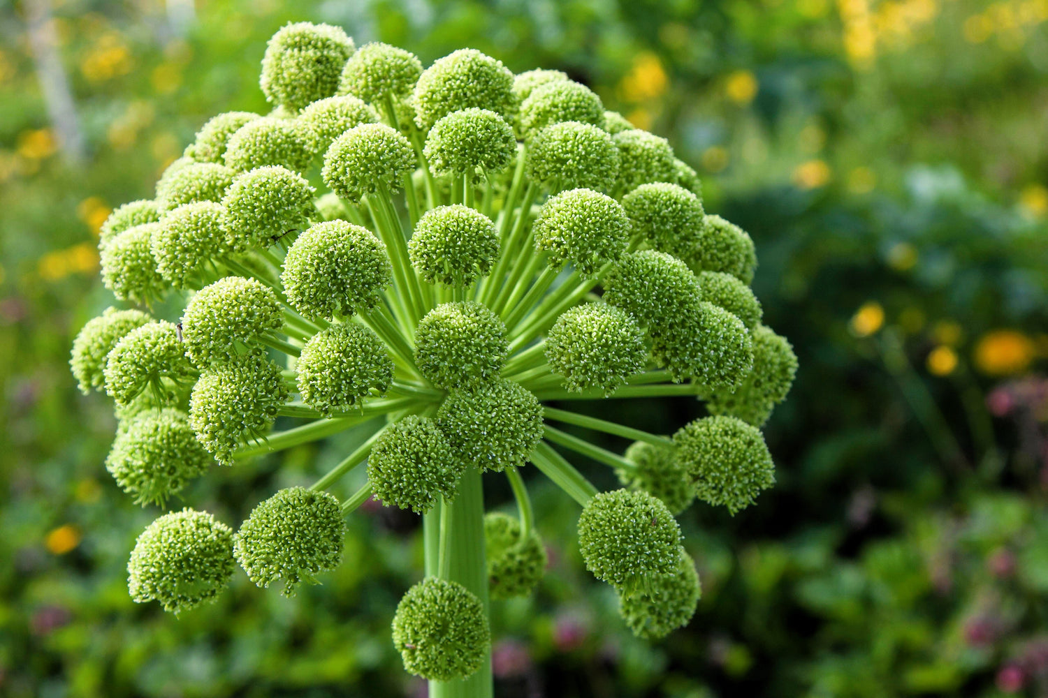 30 semillas comestibles de la hierba Arcángel/Espíritu Santo de Angélica (Archangelica Officinalis)