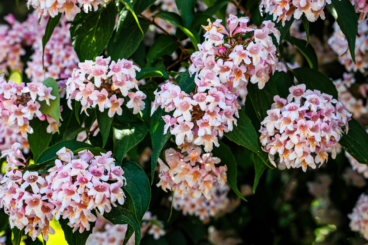 10 ARBUSTOS DE BELLEZA Arbusto de belleza Kolkwitzia Amabilis Semillas de bayas rojas con flores rosas y blancas