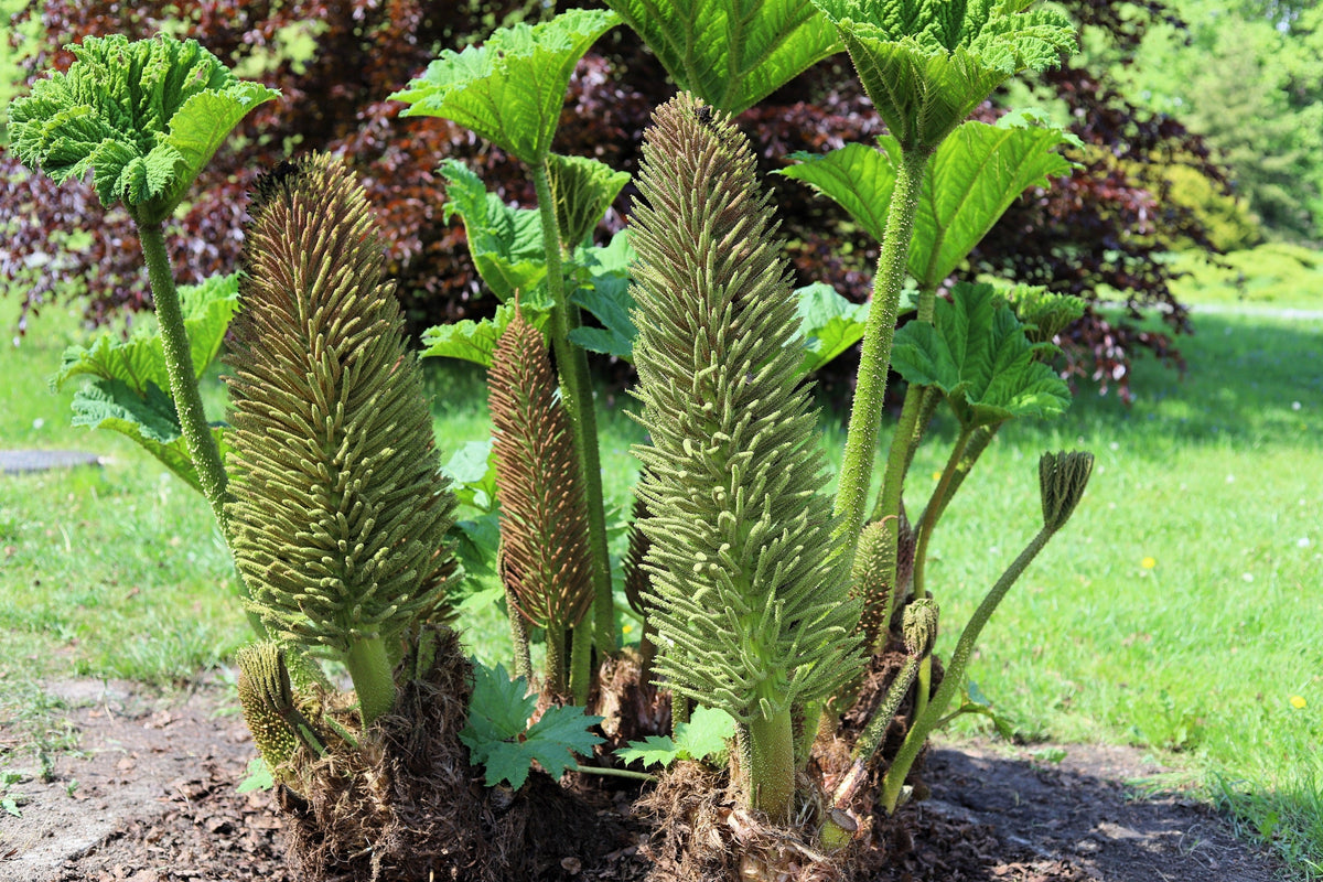 10 GUNNERA MANICATA, ¡semillas de ruibarbo gigante, planta dinosaurio, flores rojas de sombra húmeda!