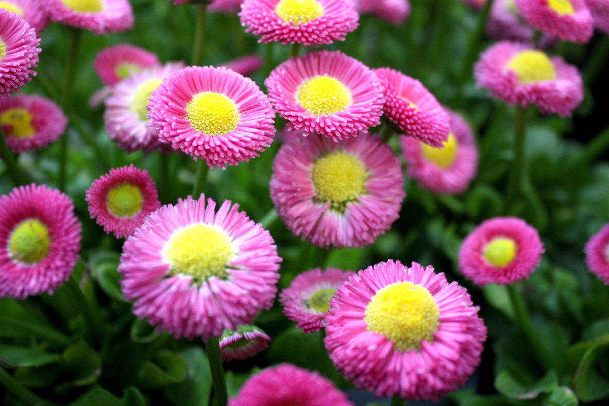 100 semillas de margarita inglesa rosa Bellis Perennis Tasso, flores dobles rosas