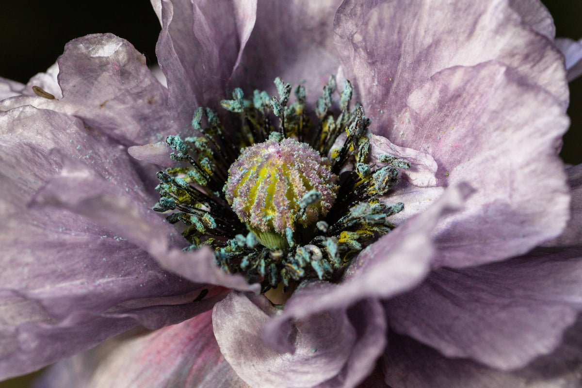 50 semillas orgánicas de amapola gris increíble, Papaver rhoeas, flores de color gris plateado