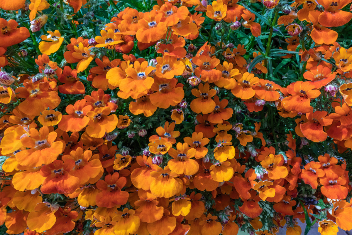 50 semillas de flores de Strumosa de NEMESIA, PRÍNCIPE NARANJA