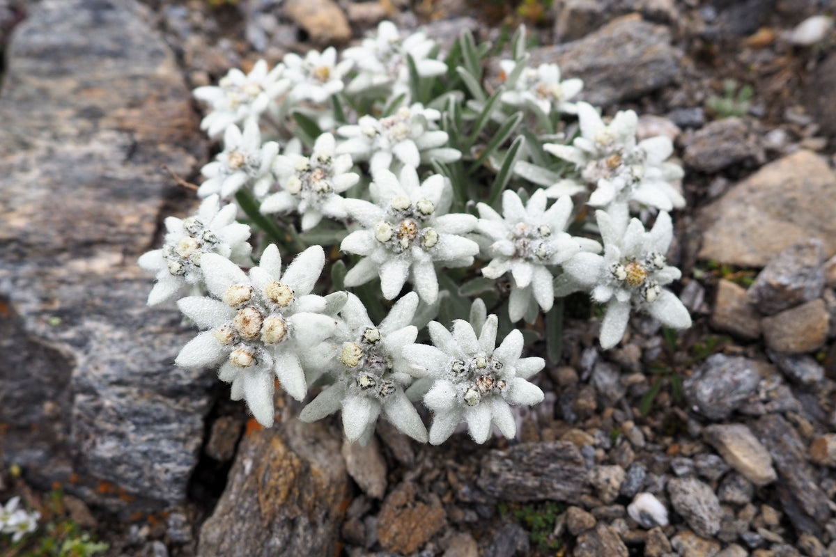 50 semillas de flor blanca de EDELWEISS Leontopodium Alpinum