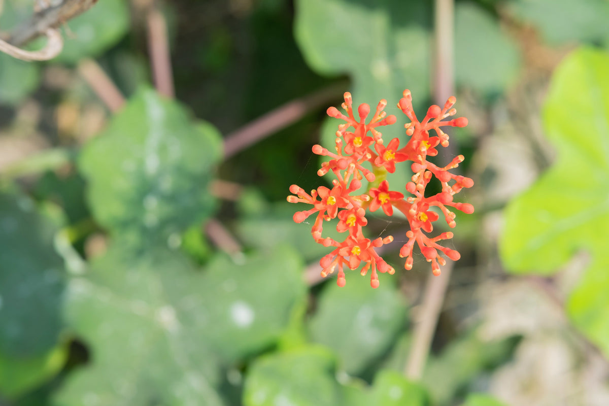 5 semillas de biodiésel del arbusto JATROPHA Curcas de Barbados Purging de PHYSIC NUT