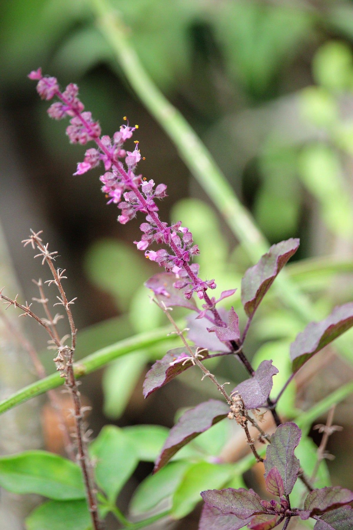 200 semillas de flores de la hierba Krishna Tulsi morada, albahaca sagrada, Ocimum Sanctum Tenuiflorum