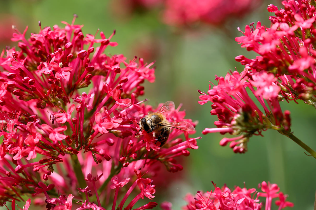 50 RED JUPITER'S BEARD Valerian Keys of Heaven Centranthus Ruber Flower Seeds