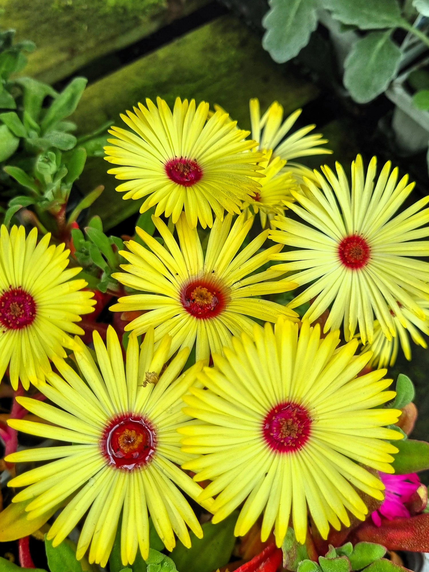 100 Gelato PLANTA DE HIELO AMARILLO Mesembryanthemum Daisy Livingstone Semillas de flores suculentas