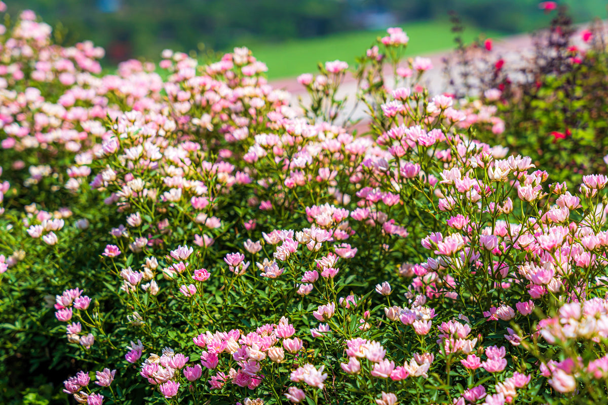 50 semillas de leguminosas de cobertura del suelo de Astragalus sinicus, flor rosa y morada