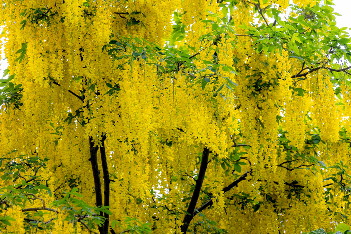 10 semillas de flores amarillas del árbol de la cadena dorada Laburnum Anagyroides