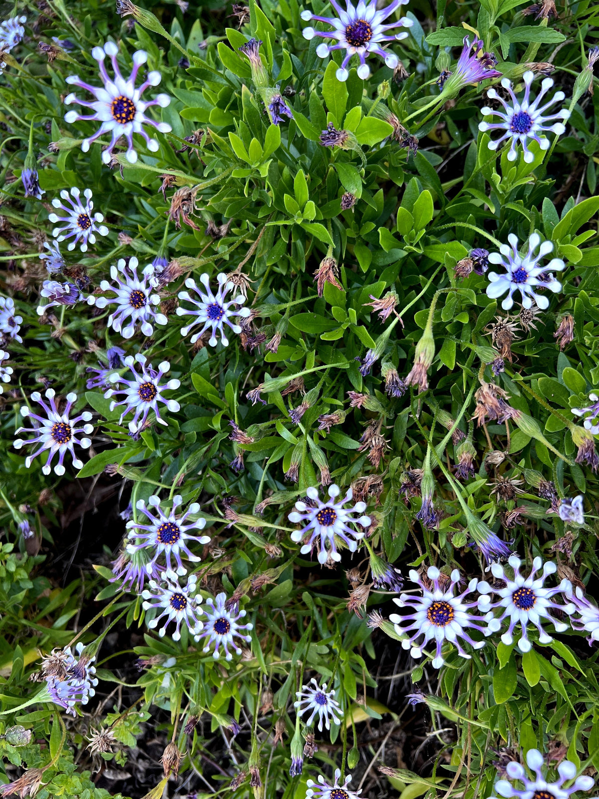 5 semillas de flores de margarita africana del Cabo (OSTEOSPERMUM Fruticosum Pinwheel)