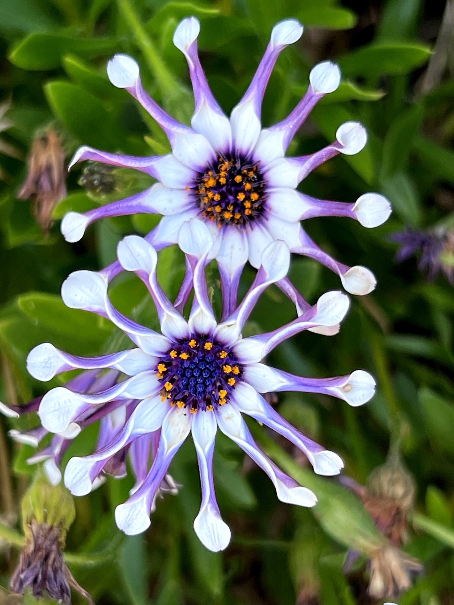5 semillas de flores de margarita africana del Cabo (OSTEOSPERMUM Fruticosum Pinwheel)