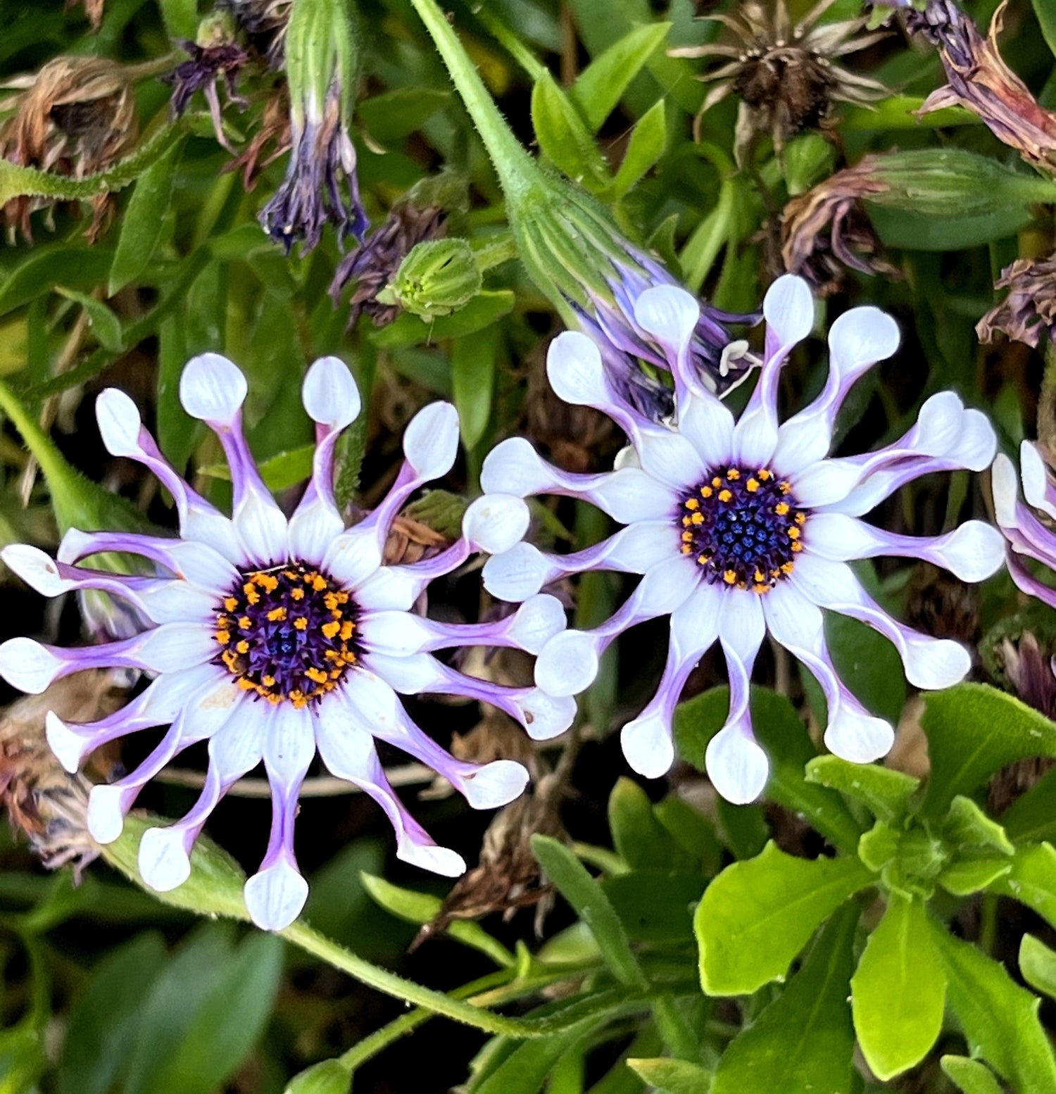 5 semillas de flores de margarita africana del Cabo (OSTEOSPERMUM Fruticosum Pinwheel)