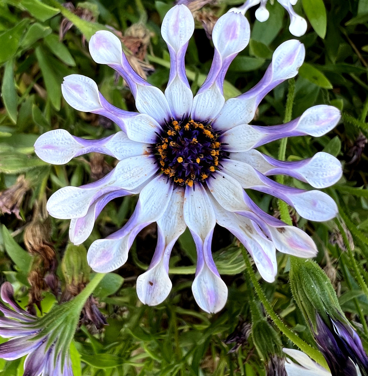 5 semillas de flores de margarita africana del Cabo (OSTEOSPERMUM Fruticosum Pinwheel)