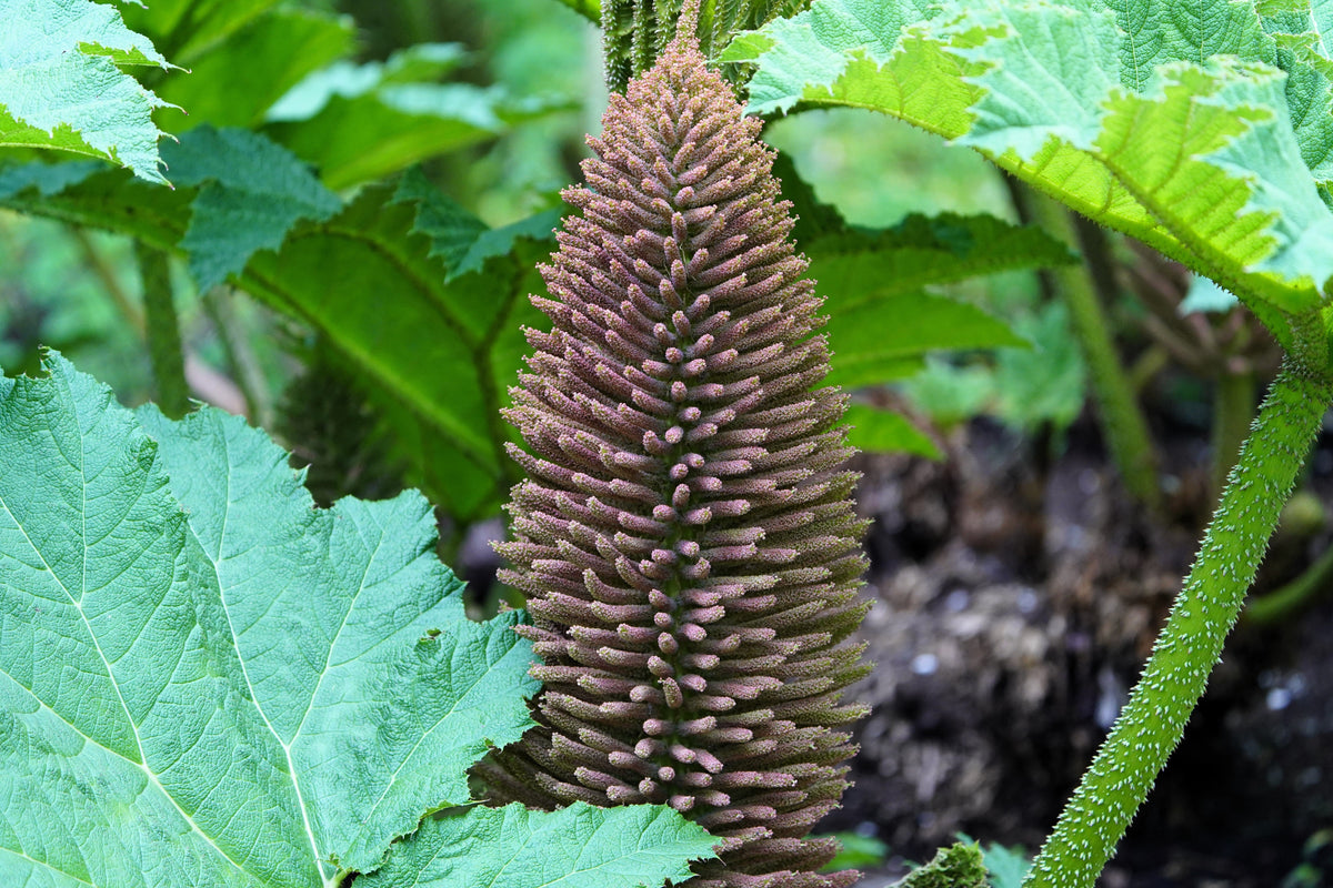 10 GUNNERA MANICATA, ¡semillas de ruibarbo gigante, planta dinosaurio, flores rojas de sombra húmeda!