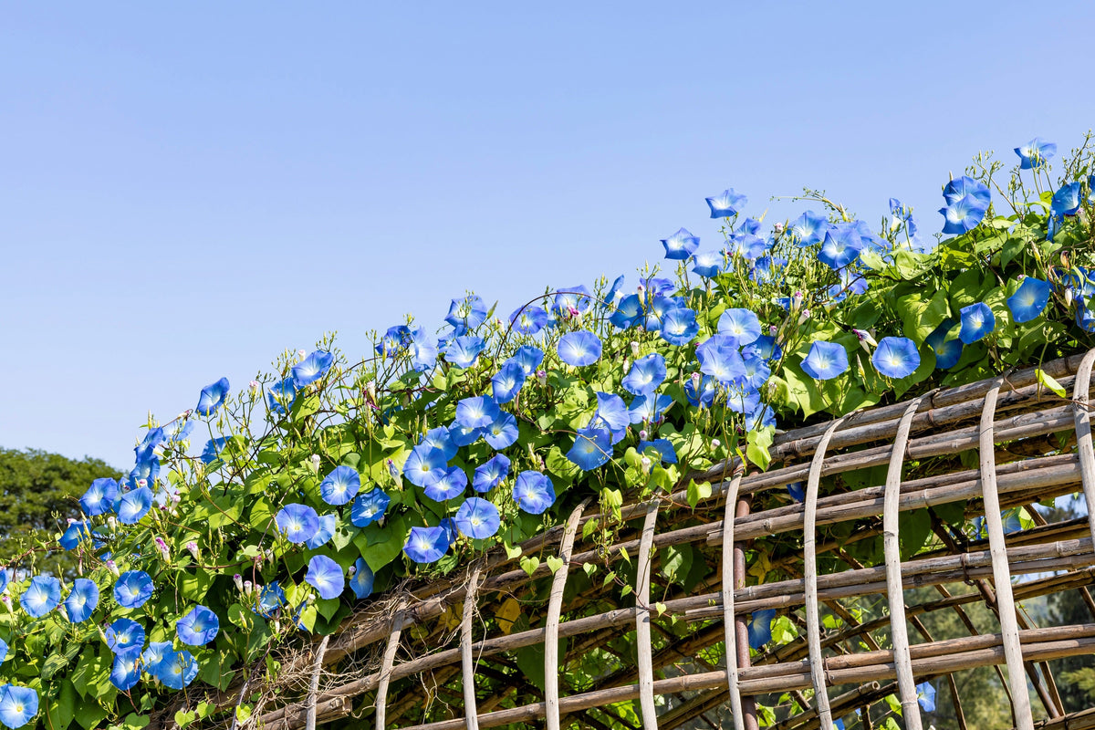 50 semillas de flores de vid Ipomoea tricolor de gloria de la mañana azul celestial