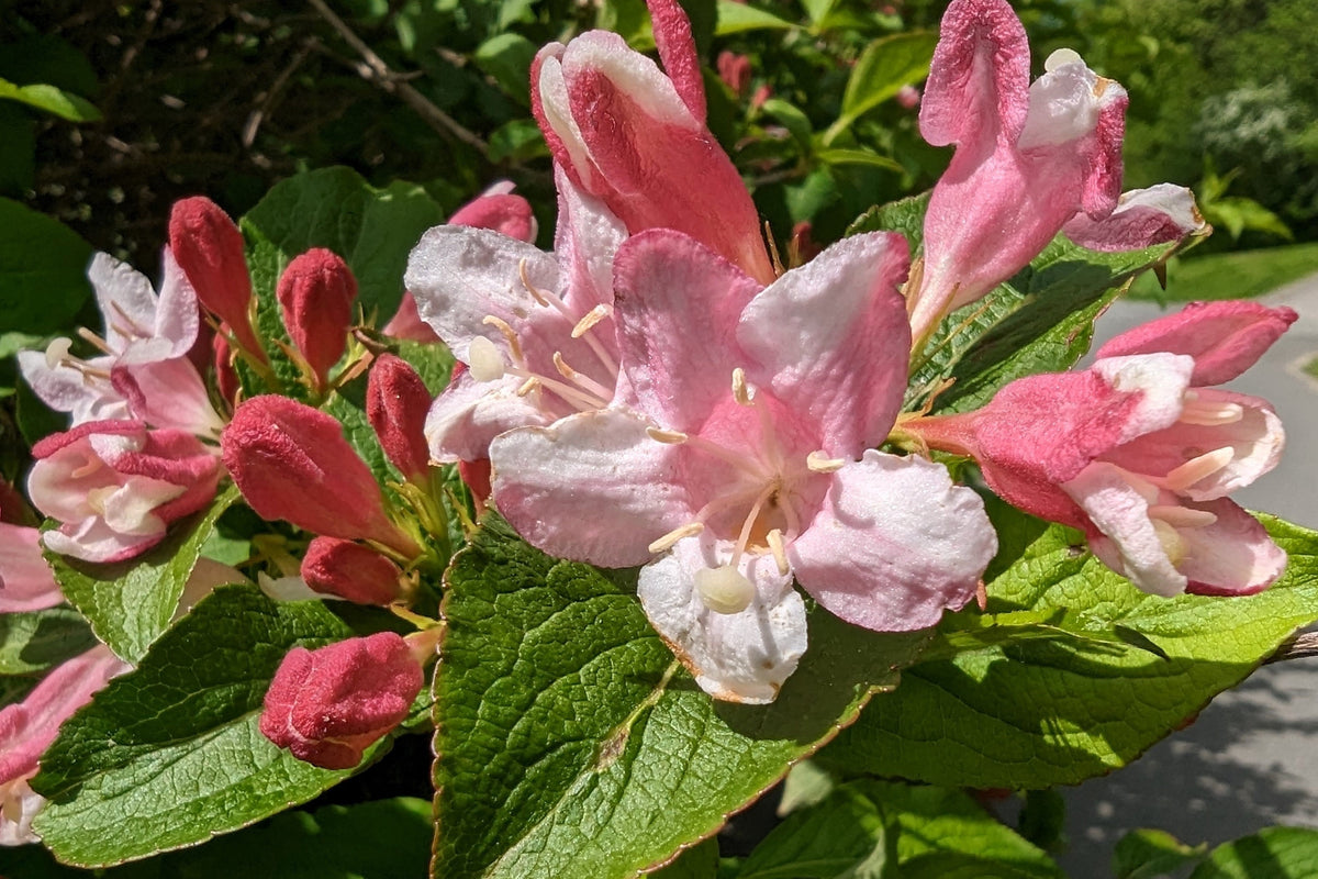 50 semillas de flores de arbusto Weigela de Florida