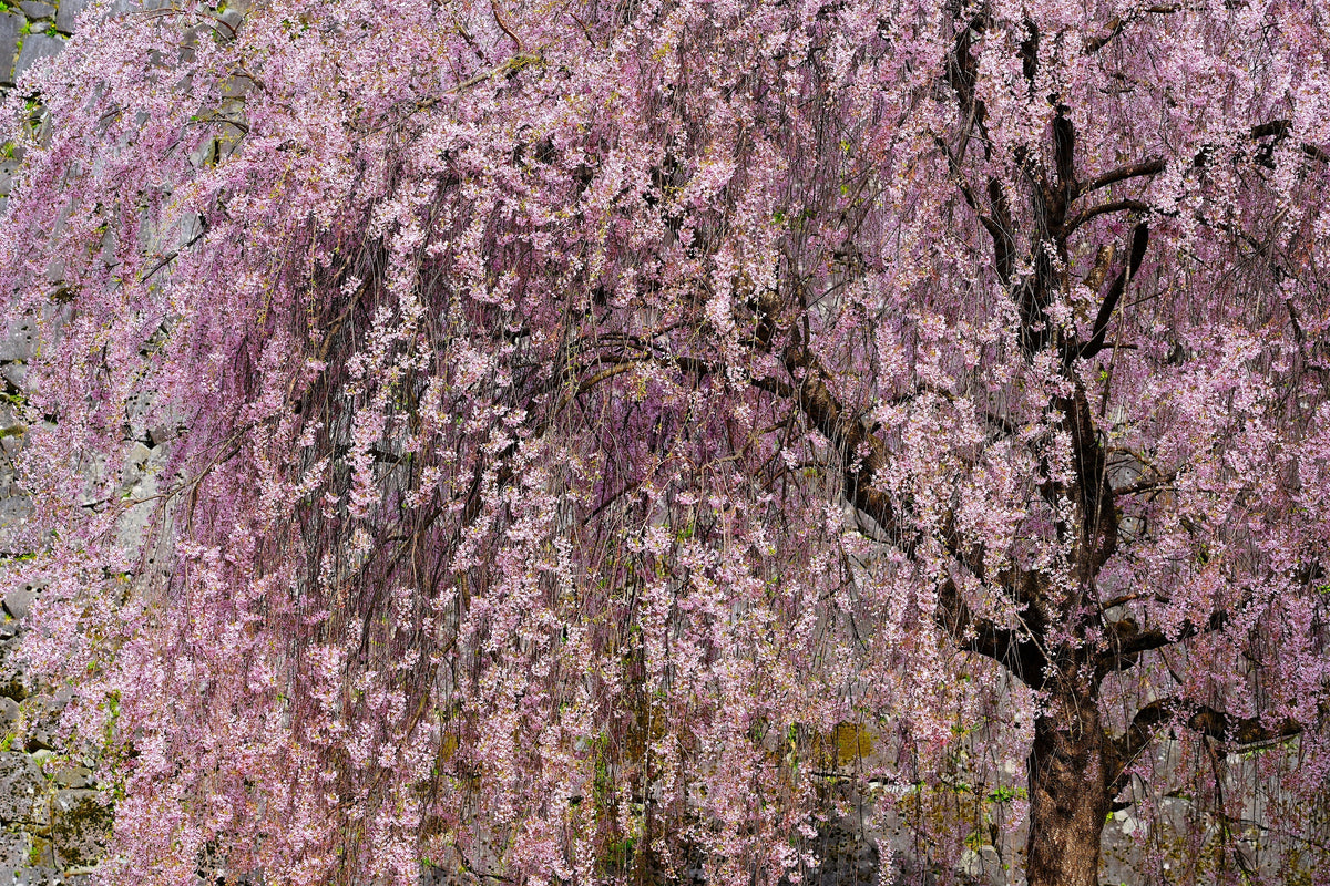 10 semillas de cerezo japonés Prunus subhirtella pendula de flores rosas