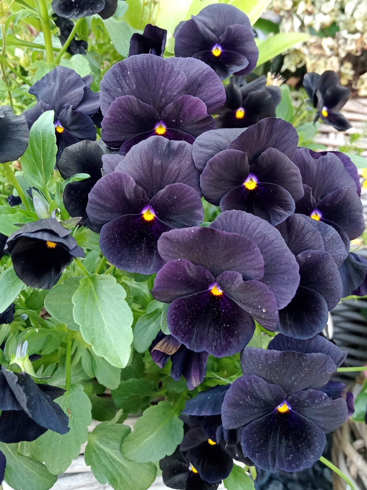 50 semillas de flores de Viola Wittrockiana, cristales transparentes de pensamiento negro