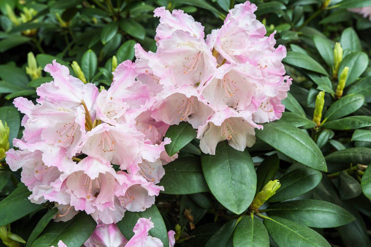 50 Rosebay RHODODENDRON Maximum White Pink Laurel Bush Shrub Flower Seeds