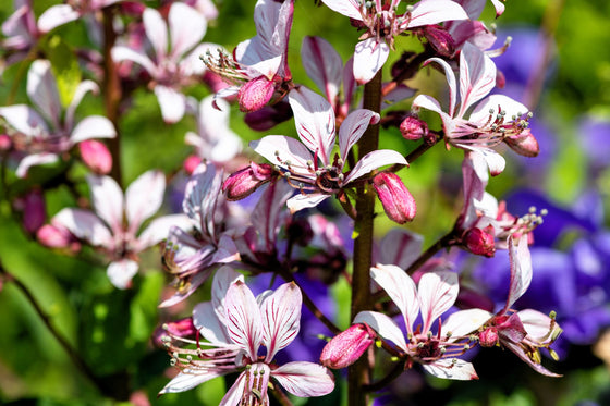 10 semillas de plantas de gas Dictamnus albus de colores mixtos, blanco, rojo, rosa y lila.