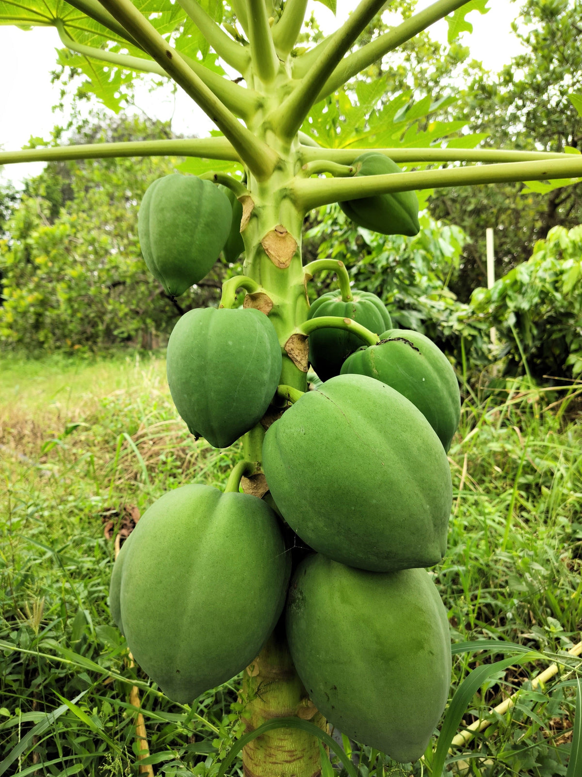 10 semillas de papaya waimanalo enana (árbol frutal hawaiano Carica) para interiores