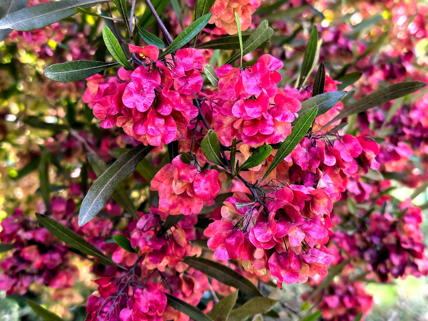 40 colores mixtos FLORIDA HOPBUSH Dodonaea Viscosa Semillas de arbusto de flores de lúpulo hawaiano