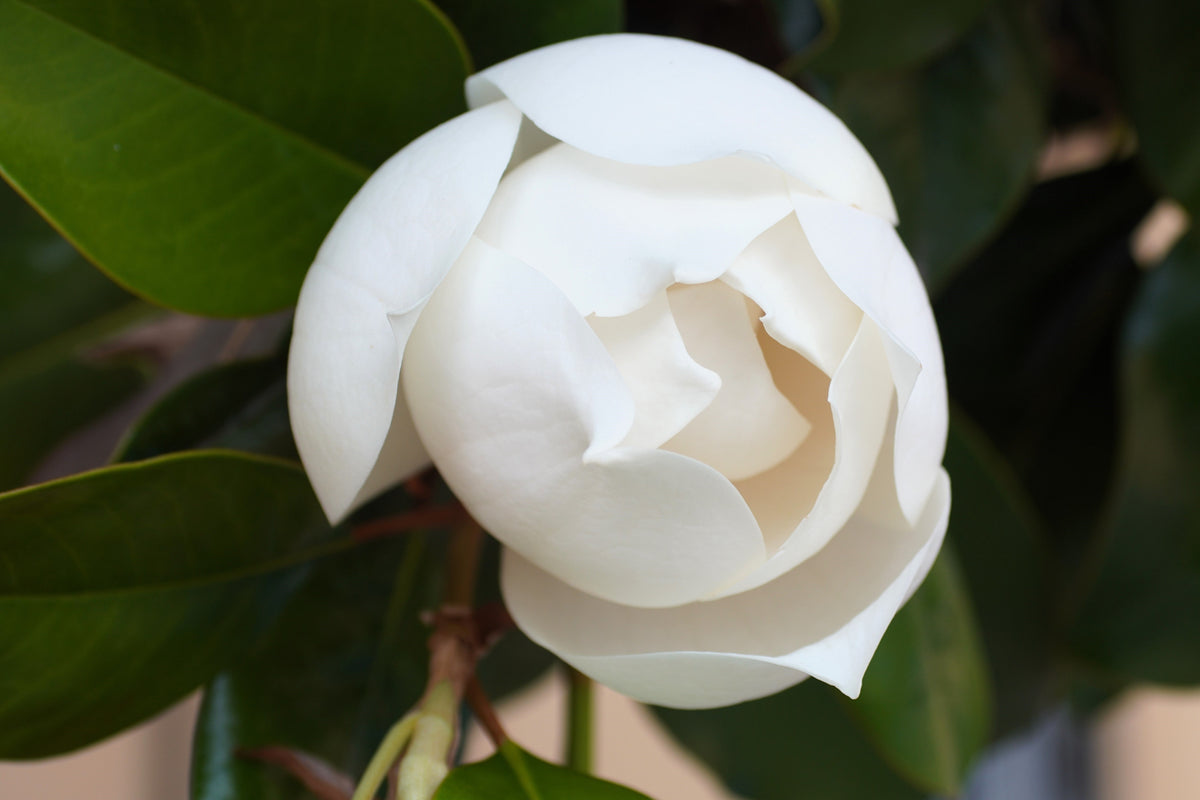 10 semillas de magnolia del sur, 30 cm, flores blancas, Grandiflora nativa, Bull Bay