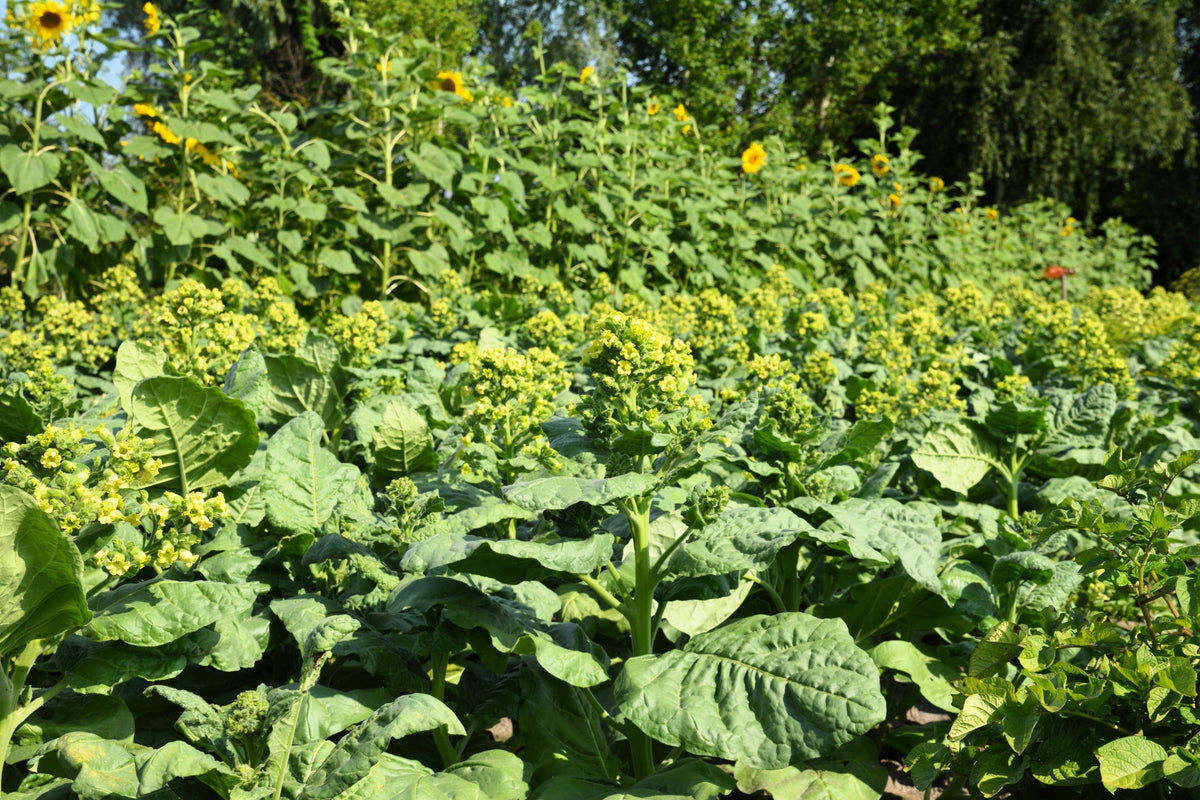 250 AZTEC TOBACCO Midewiwan Sacred Nicotiana Rustica Yellow Flower Herb Seeds
