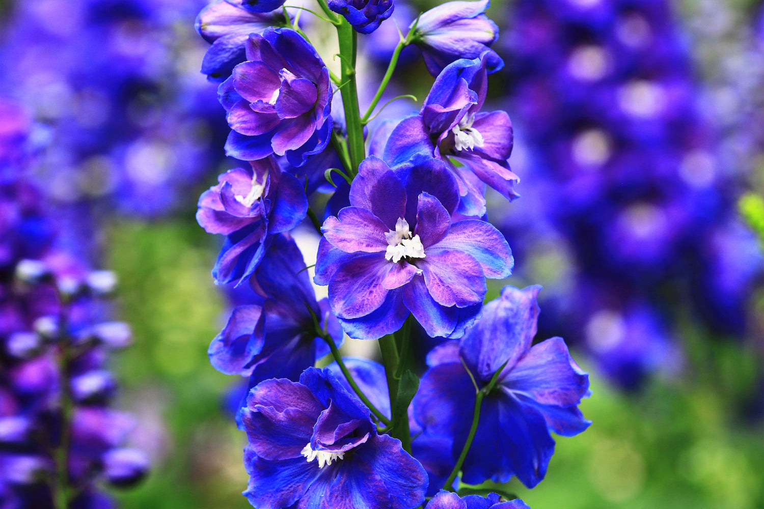 100 Semillas de flores BLUE SPIRE LARKSPUR Delphinium Consolida Ambigua Ajacis