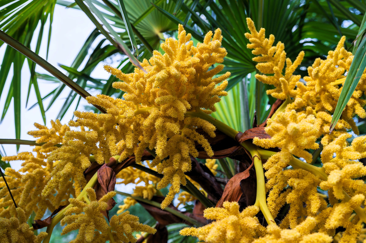 5 semillas de palmera de molino de viento común Trachycarpus fortunei, palmera chusan resistente, planta de interior de sombra solar