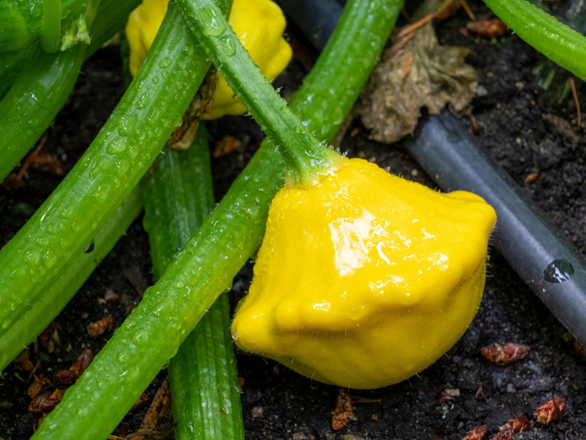 10 semillas de calabaza vieira amarilla dorada (calabaza Patty Pan / Paty Pan / Squanter) de verano Cucurbita Pepo
