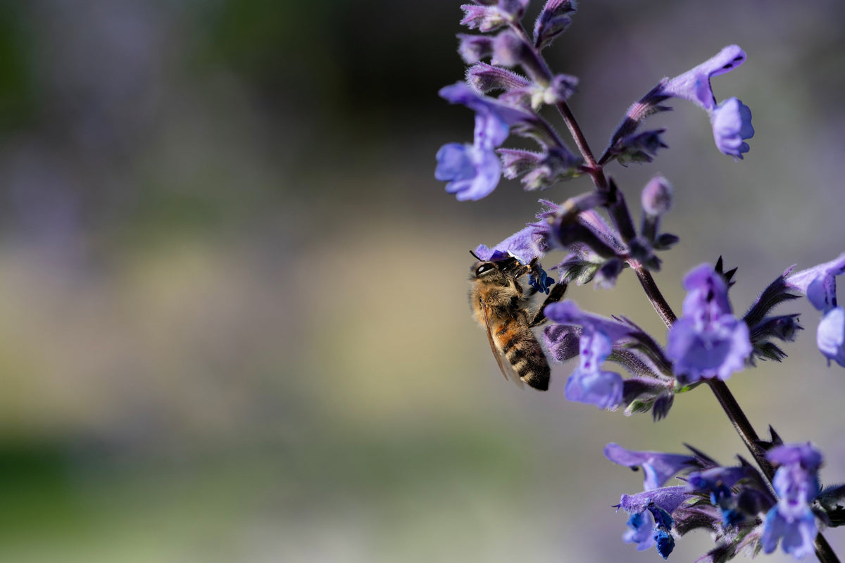 50 semillas de flores de Nepeta Racemosa (menta persa) Mussins