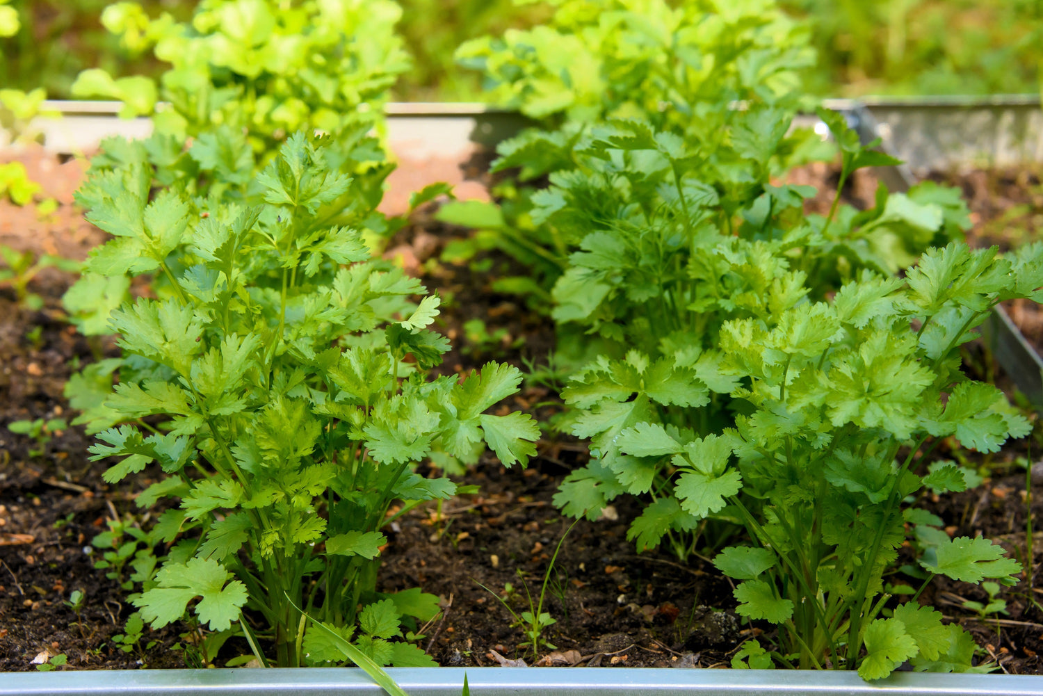 250 semillas de cilantro / cilantro de ocio Coriandrum sativum