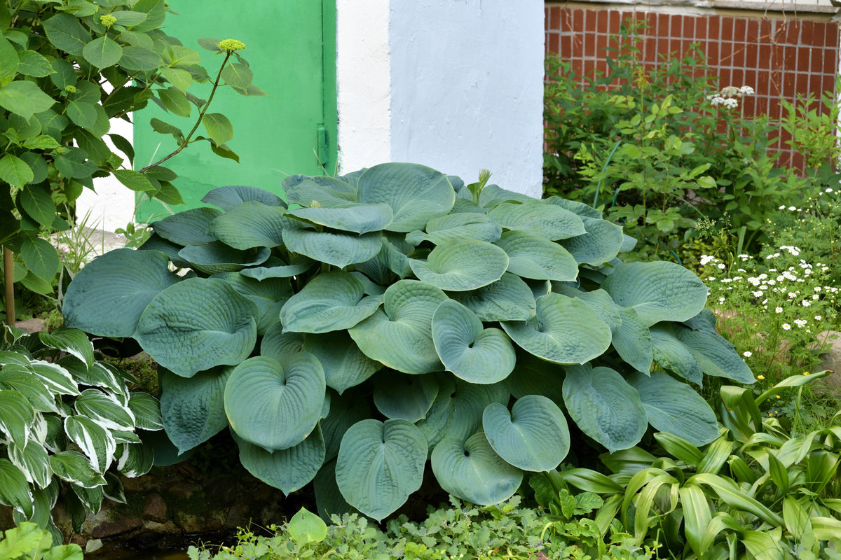 10 semillas de flores HOSTA ELEGANS Shade Lover