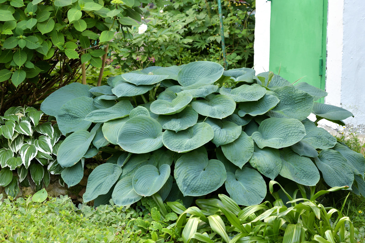 10 semillas de flores HOSTA ELEGANS Shade Lover