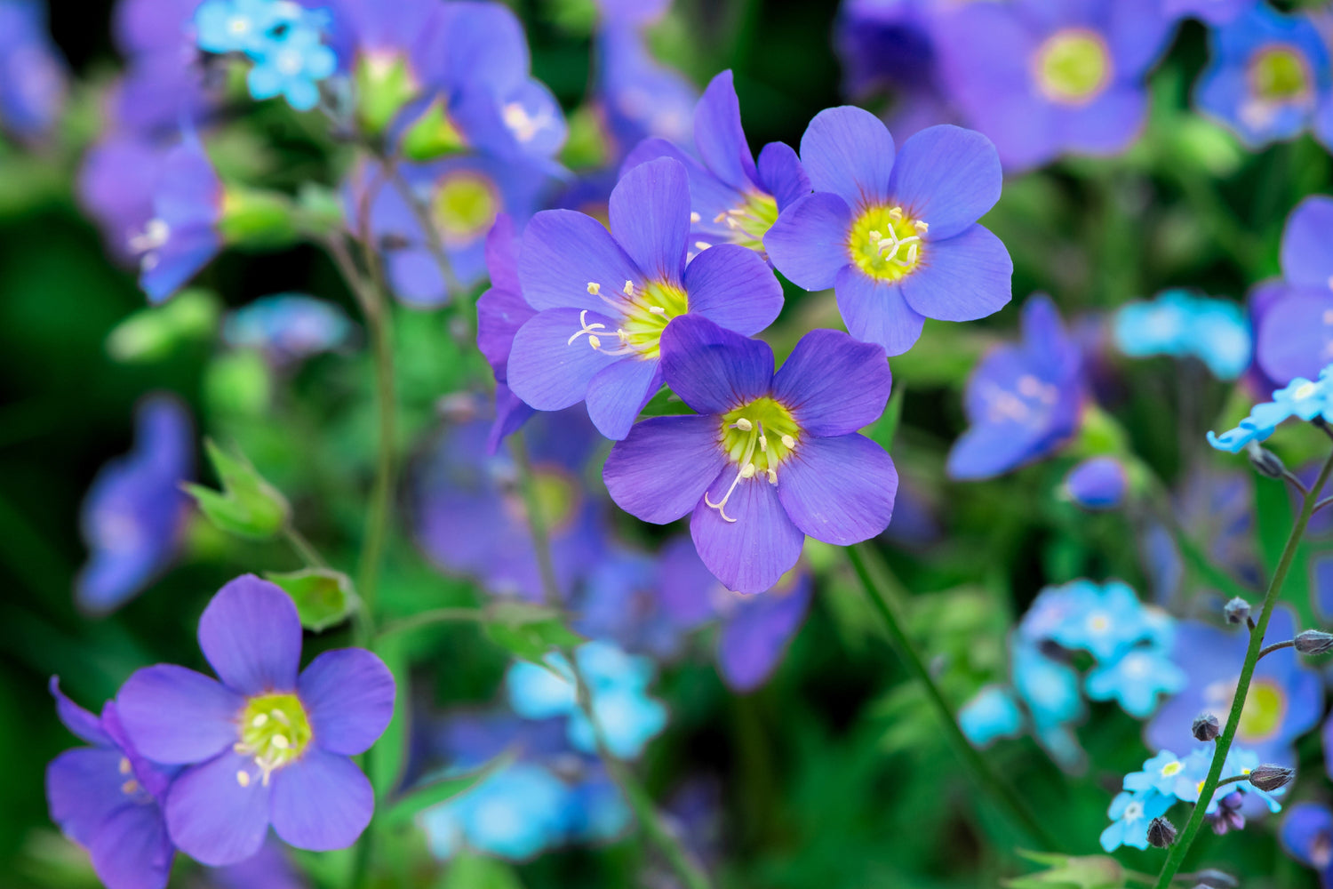 100 semillas de flores de Polemonium caeruleum (escalera de Jacob) de color azul perla