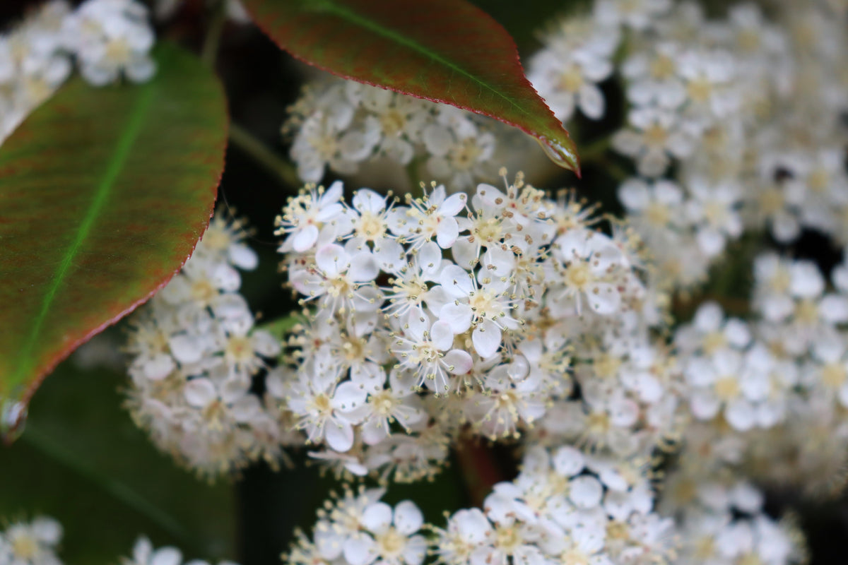 50 semillas de BAMBÚ CELESTIAL, Nandina Domestica Sagrada, arbusto de sombra rosa y rojo