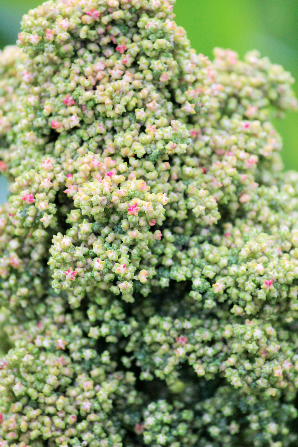 50 semillas orgánicas de quinoa con menta y vainilla, Chenopodium verde y blanco, superalimento