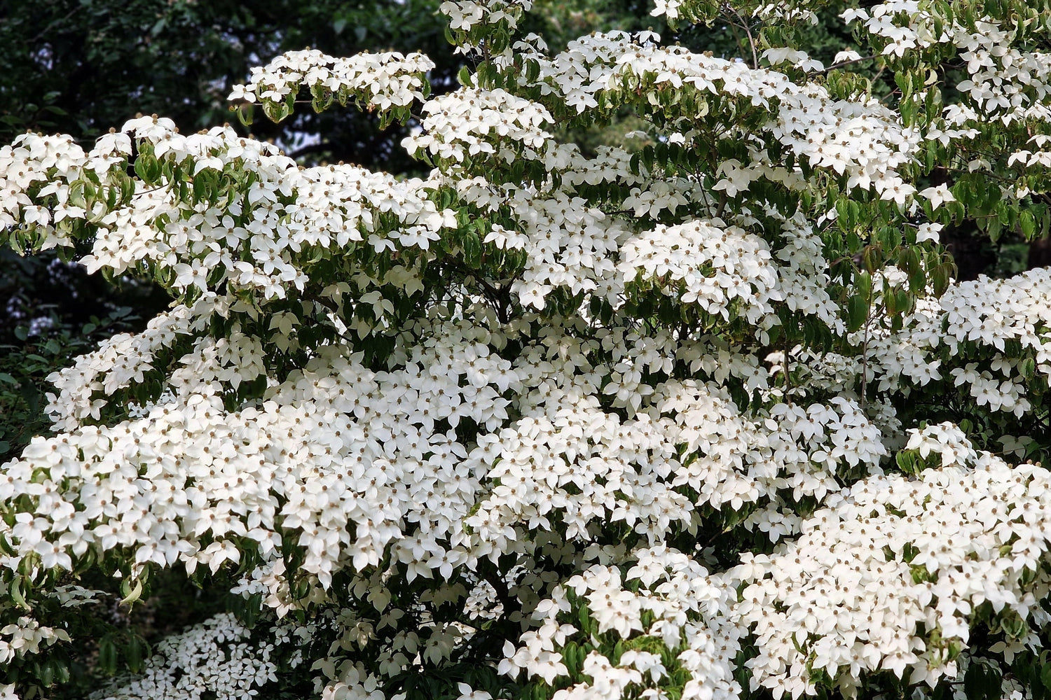 5 semillas de Cornus kousa (cornejo blanco) en flor