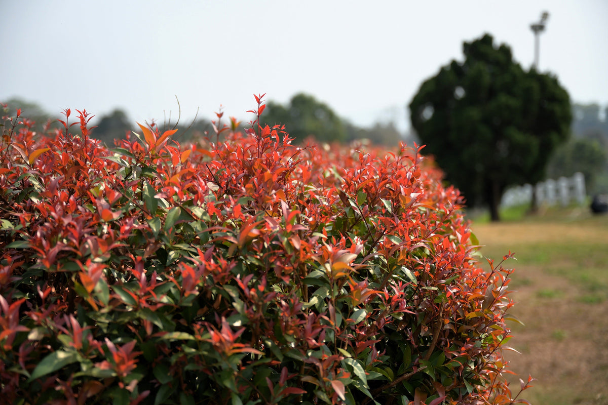 50 semillas de BAMBÚ CELESTIAL, Nandina Domestica Sagrada, arbusto de sombra rosa y rojo