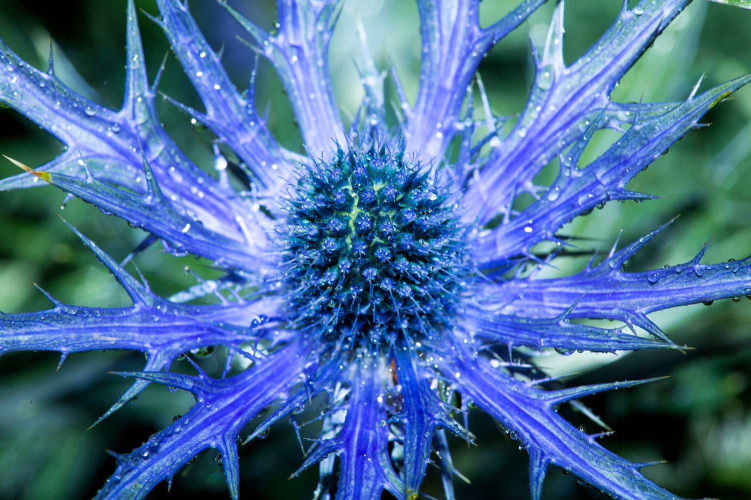 25 semillas de flores de acebo marino Eryngium alpinum