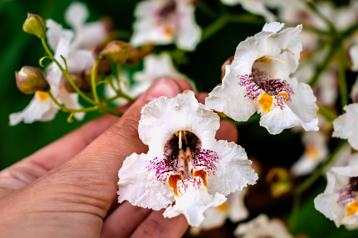 50 semillas de CATALPA Speciosa del Norte (también conocida como Catalpa Occidental o Catawba / Cigarro Indio / Cebo de Pescado) en flor