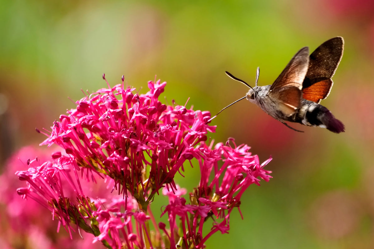 50 RED JUPITER'S BEARD Valerian Keys of Heaven Centranthus Ruber Flower Seeds