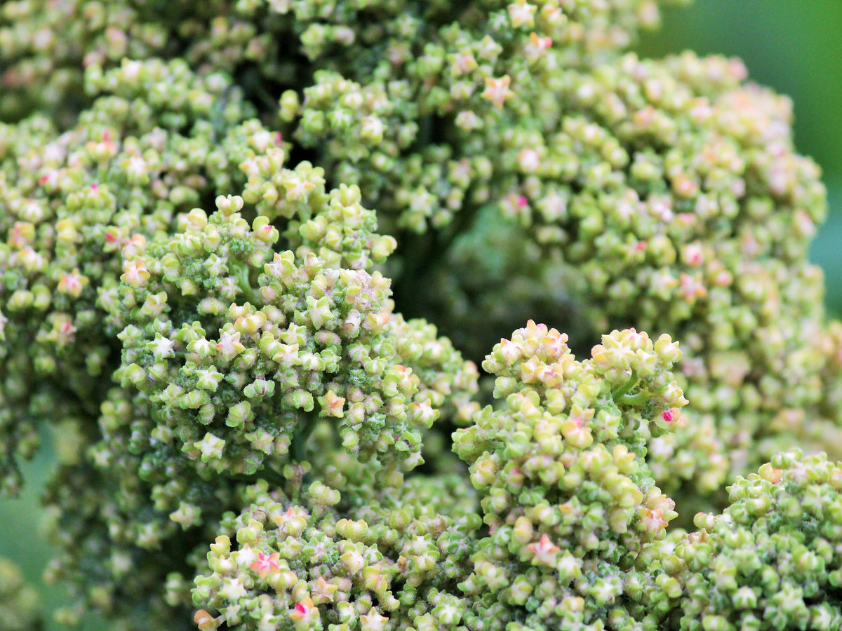 50 semillas orgánicas de quinoa con menta y vainilla, Chenopodium verde y blanco, superalimento
