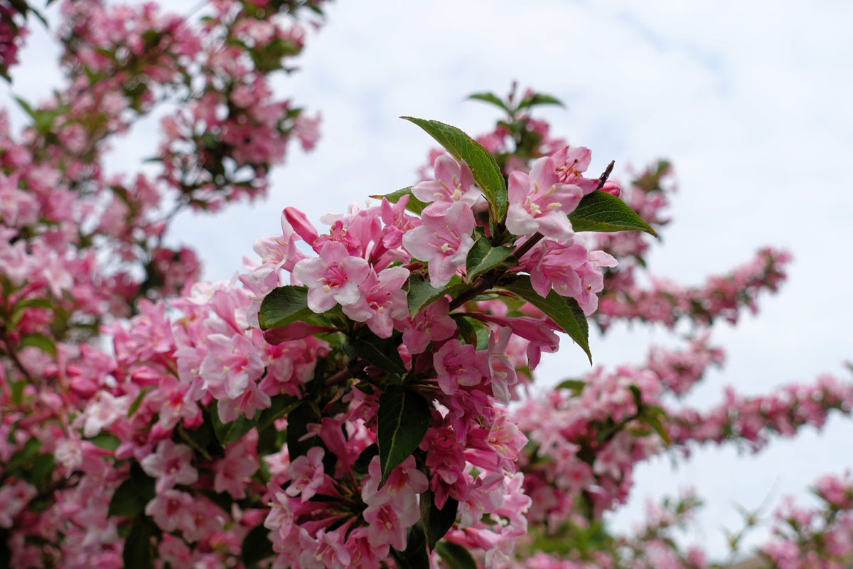 50 semillas de flores de arbusto Weigela de Florida