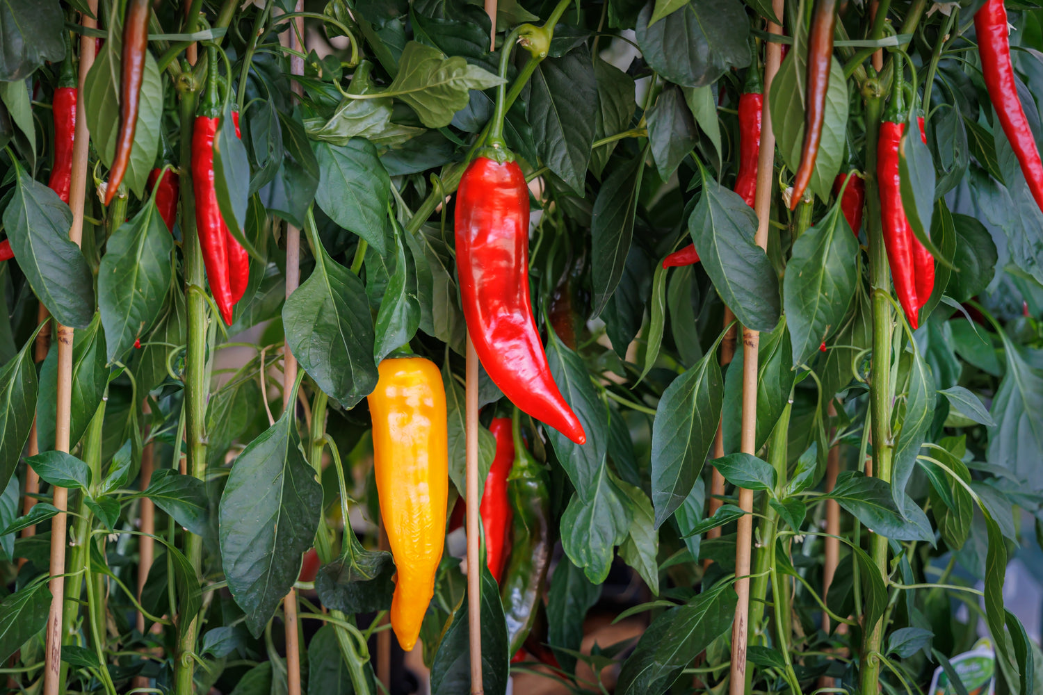 25 semillas de pimiento JIMMY NARDELLO, pimiento rojo dulce italiano Capsicum annuum