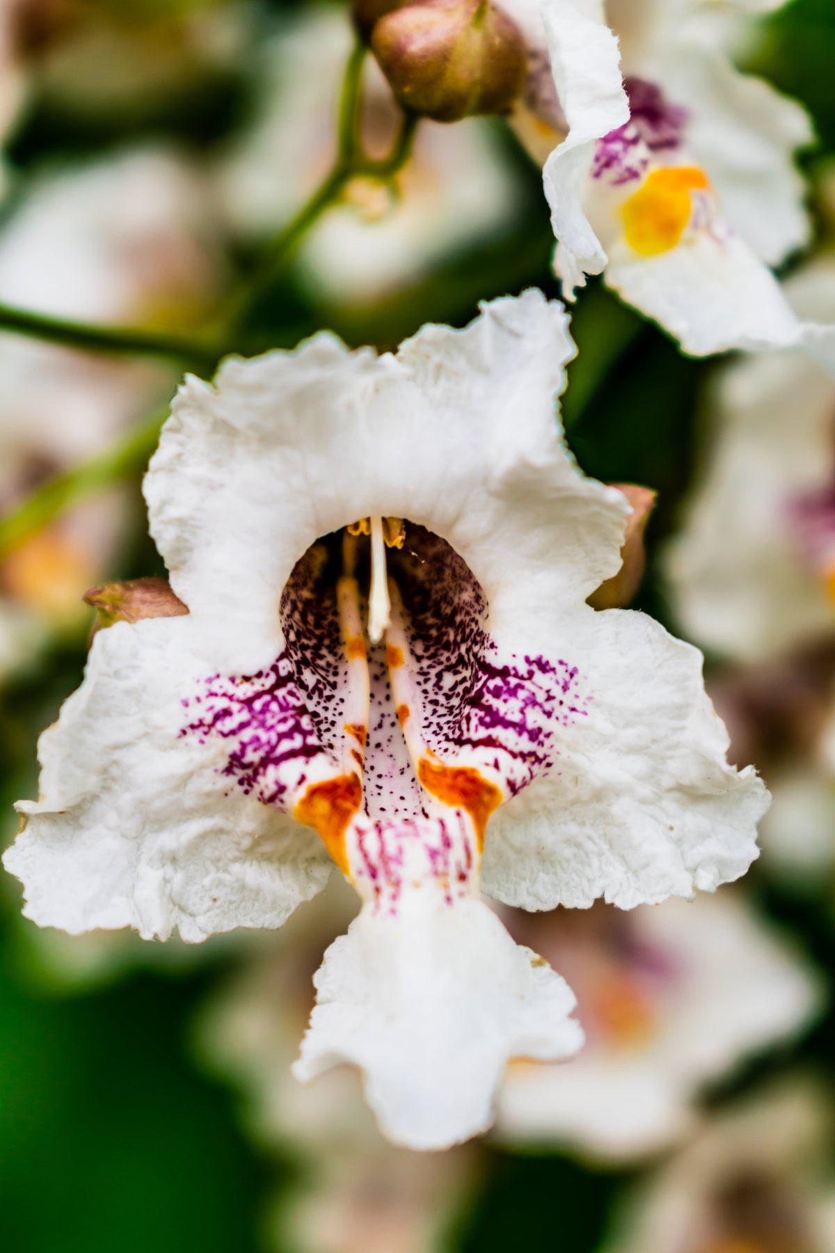 50 semillas de CATALPA Speciosa del Norte (también conocida como Catalpa Occidental o Catawba / Cigarro Indio / Cebo de Pescado) en flor