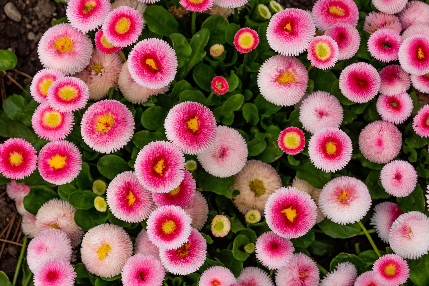 100 Semillas de flores de margarita inglesa Bellis Perennis con fresas y crema