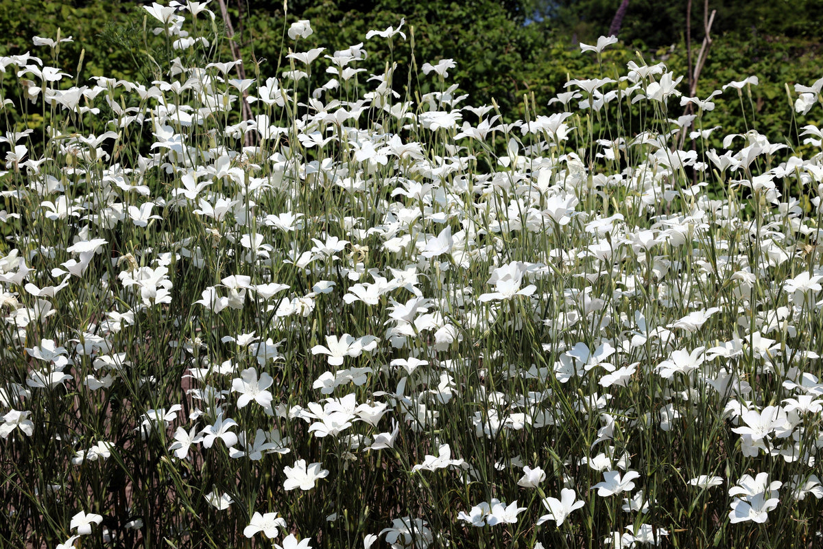 50 semillas de flores de berberecho de maíz blanco Bianca Agrostemma Githago