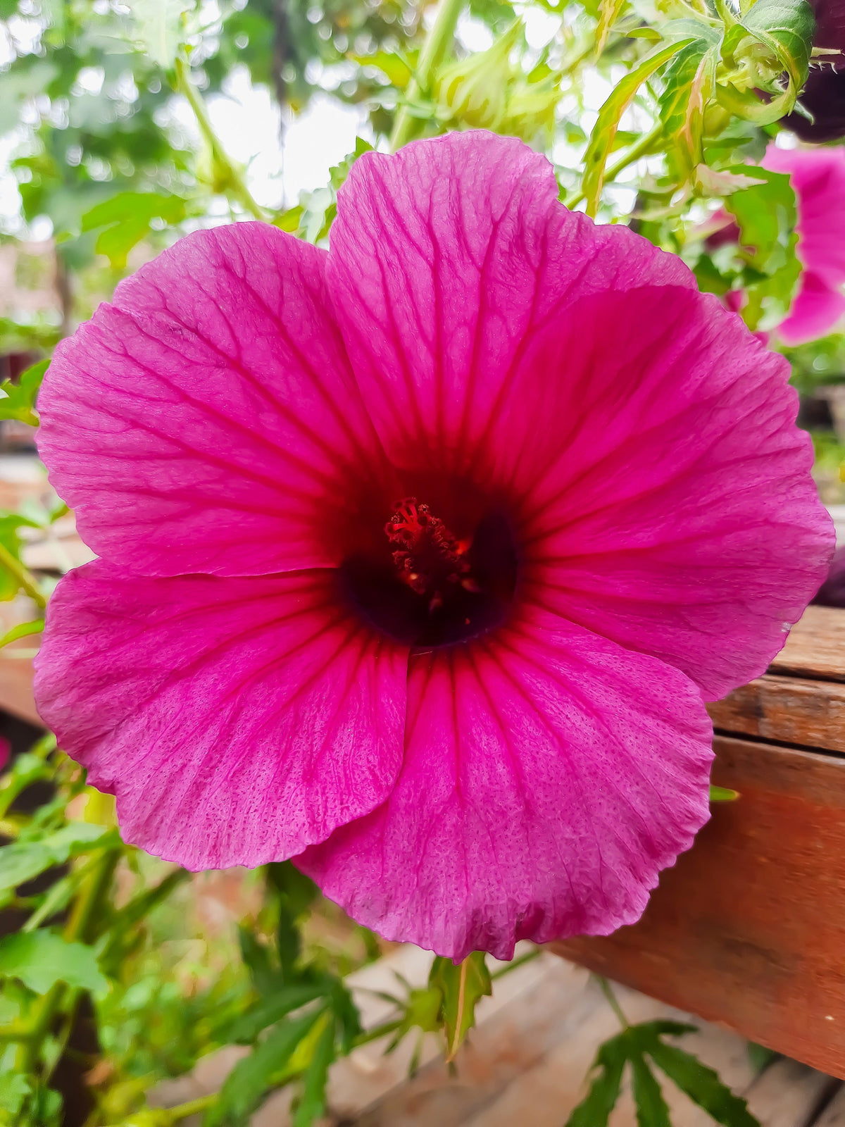 10 semillas de flor roja de cáñamo indio (KENAF HIBISCO)